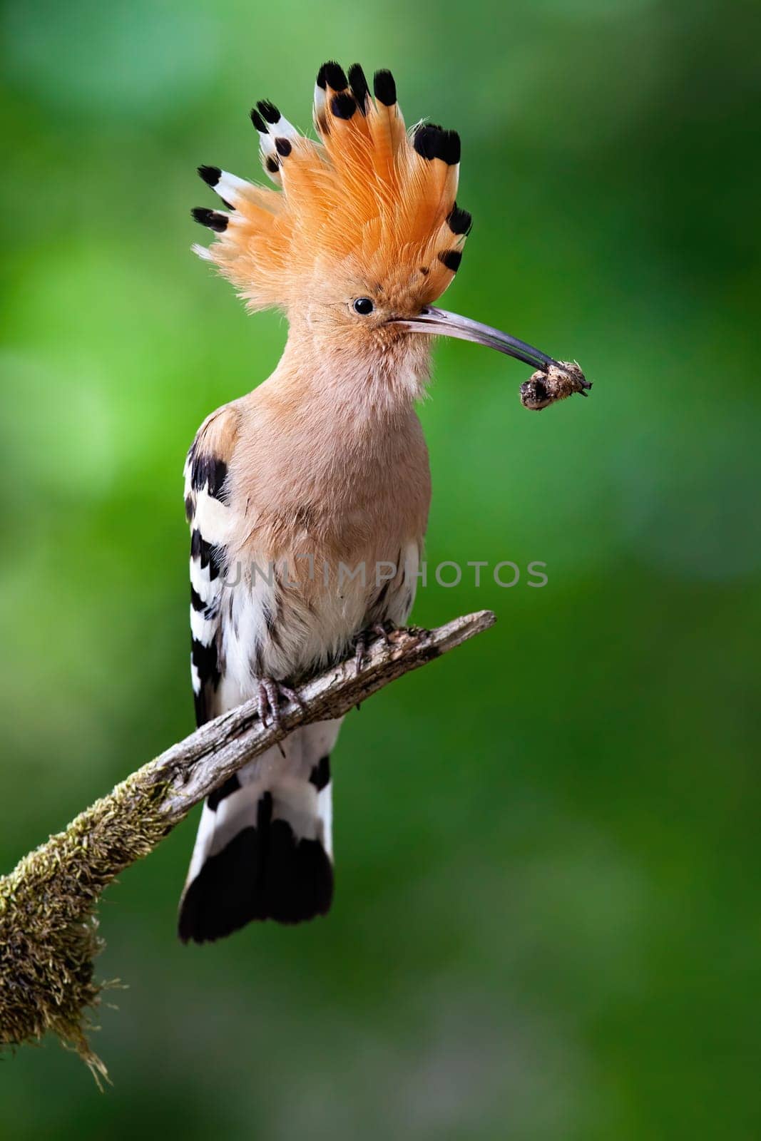 Remarkable eurasian hoopoe, upupa epops, sitting on branch in summer. Colorful bird with orange crest, striped wings and long beak. Wild animal eating insect on bough.