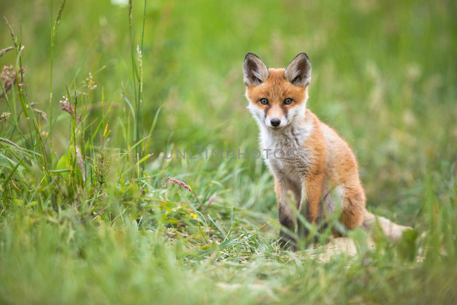 Lovely red fox, vulpes vulpes, cub sitting on meadow in summer nature. Young wild predator with orange fur looking to the camera. Calm animal watching on grassland with copy space