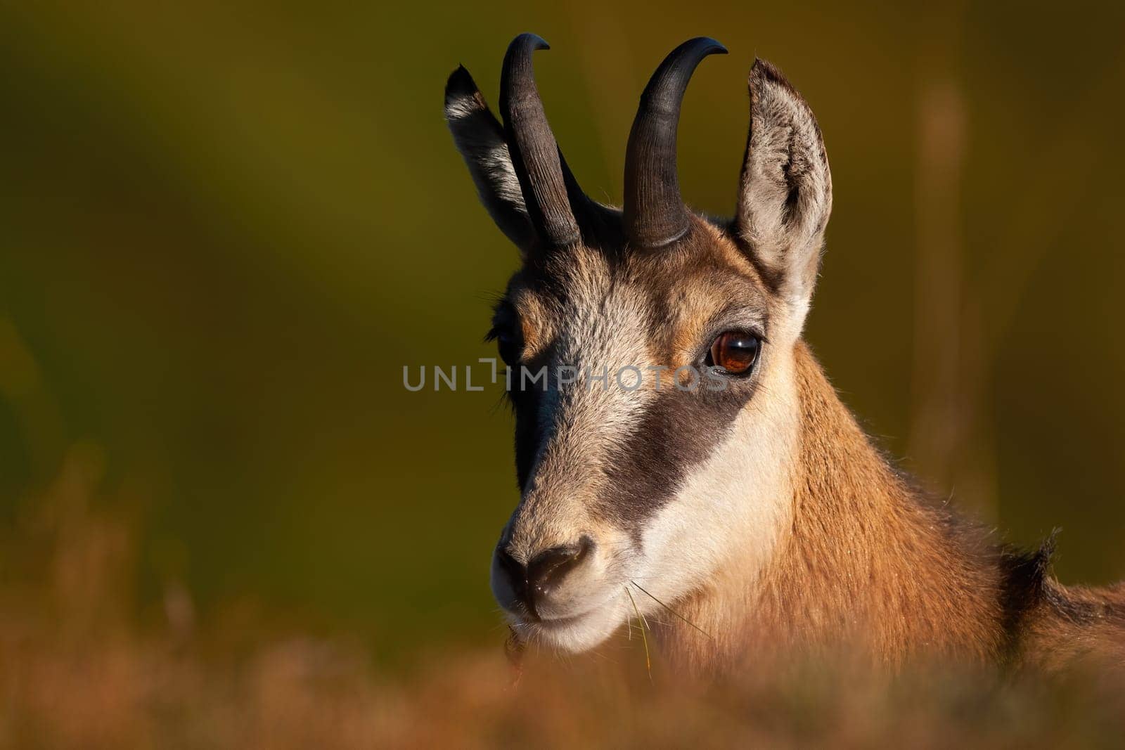 Portrait of young tatra chamois, rupicapra rupicapra tatrica, looking to the camera from. Close-up of mammal staring on field in summer. Wild goat with little horns.