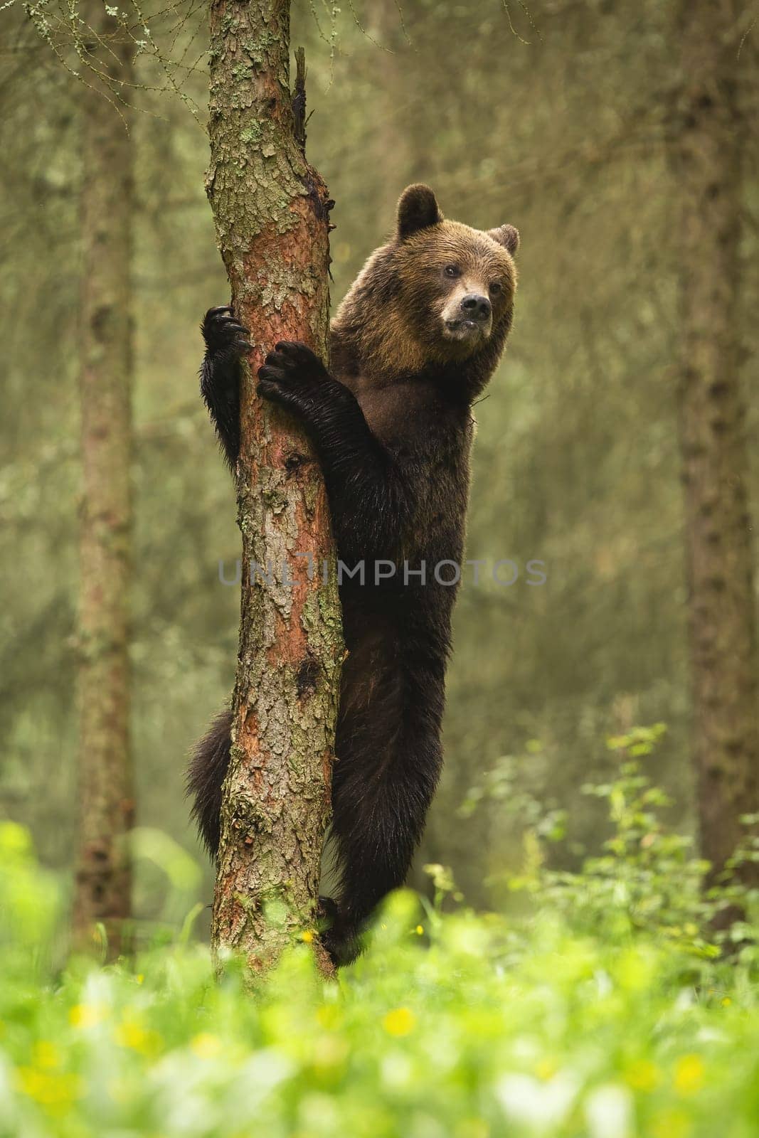Majestic brown bear, ursus arctos, climbing on tree in summre forest. Large mammal standing upright and looking in woodland. Vertical composition of wild predator watching in wilderness.