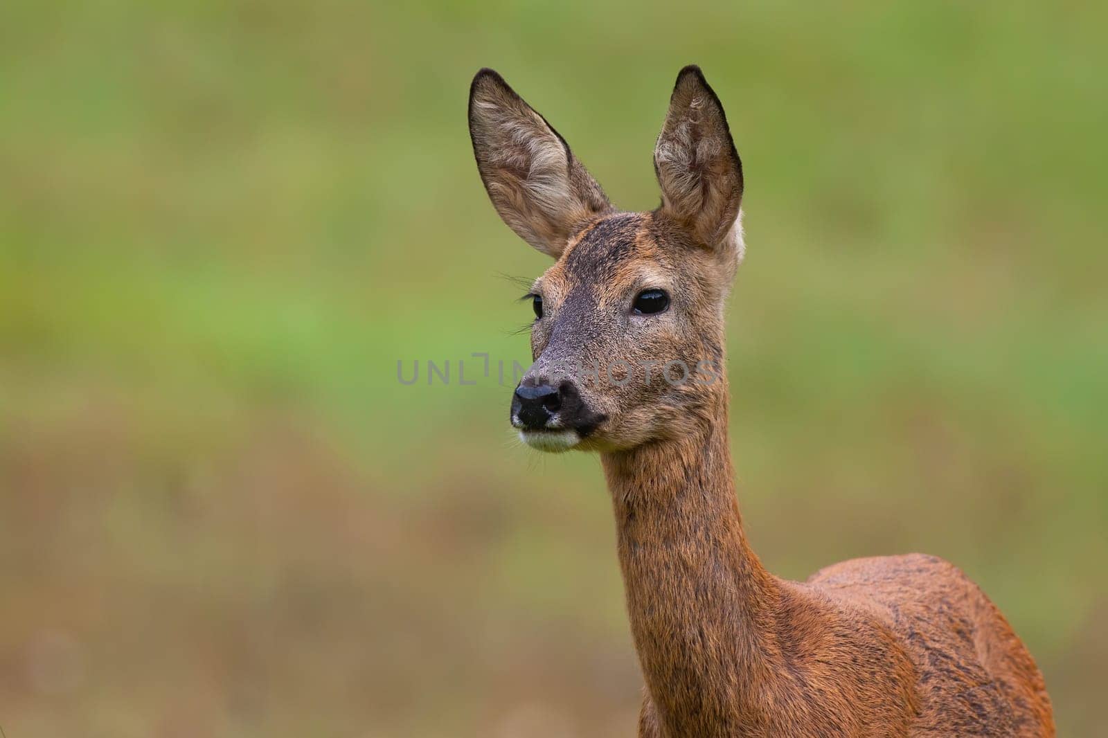 Roe deer doe standing on meadow in nature from close up. Calm animal female observing on grassland with blurred background. Wild mammal staring on field.