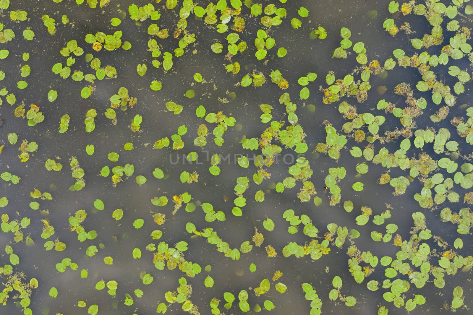 Green waterlily leaves in a pond captured from above in top down view. Large plants floating on water surface in summer nature from aerial perspective.