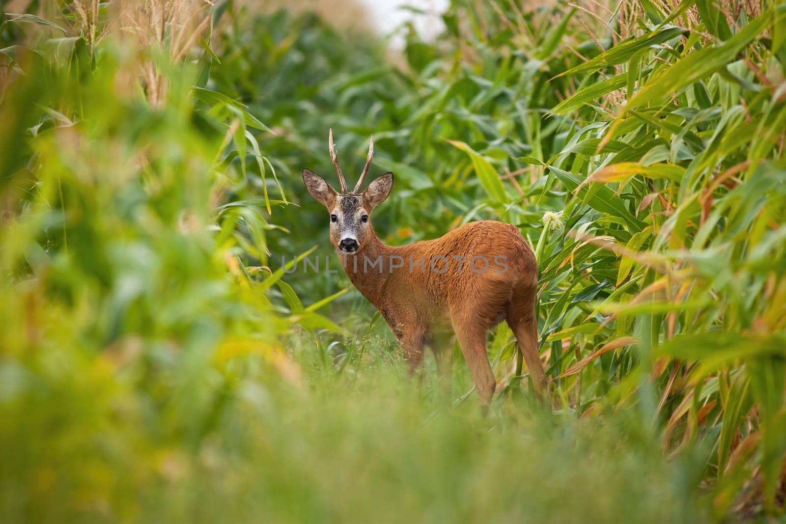 Roe deer, capreolus capreolus, buck looking back in corn field during the summer. Male mammal with antlers staring to camera in fresh farmland. Wild animal standing in nature.