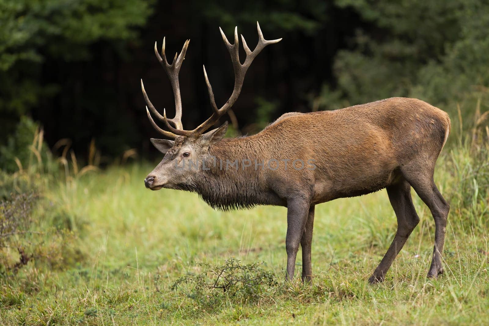 Majestic red deer, cervus elaphus, standing in forest in autumn nature. Impressive stag sniffing in woodland from side. Proud animal with big antlers in fall.