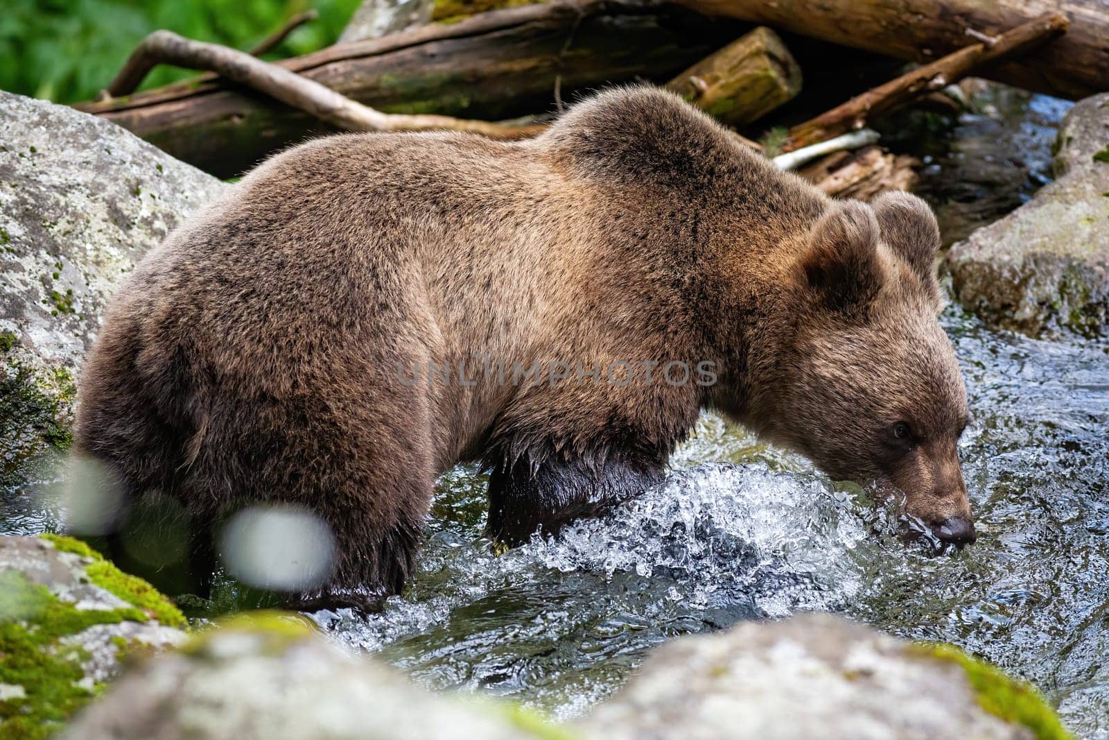 Majestic brown bear, ursus arctos, drinking water from the river in summer. Wild animal bathing in water from side view. Wet mammal standing by a rock with moss.