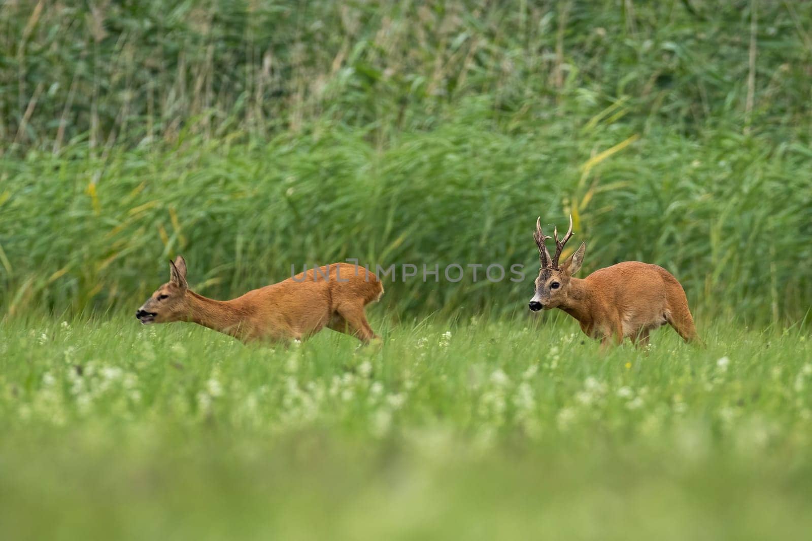 Two roe deer, capreolus capreolus, running on field in rutting season. Buck following doe on meadow in summer. Pair of wild animals sprinting on grass.