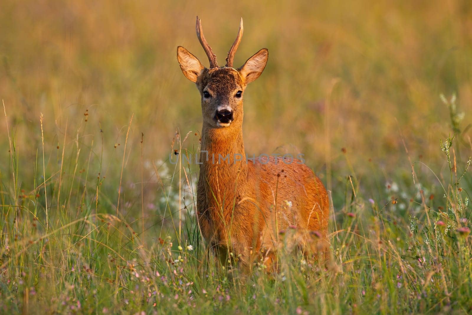 Impressive roe deer, capreolus capreolus, buck standing on meadow in summer at sunset. Curious roe buck looking to the camera on field from side view.