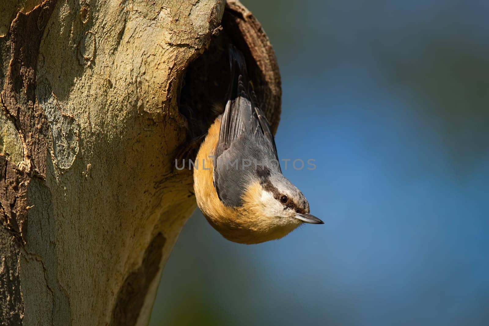 Little eurasian nuthatch, sitta europaea, leaving a nest on tree in summer. Small animal sitting on trunk upside down in nature with blurred background. Colorful bird with black strip over eye.