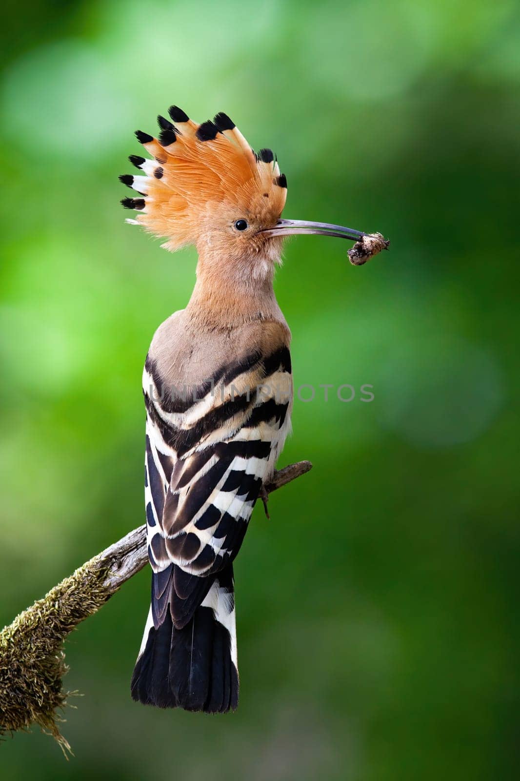 Eurasian hoopoe, upupa epops, sitting on branch in summer from back view. Bird with orange crest, black stripes on wings from rear. Wild animal with insect in long beak in vertical composition.