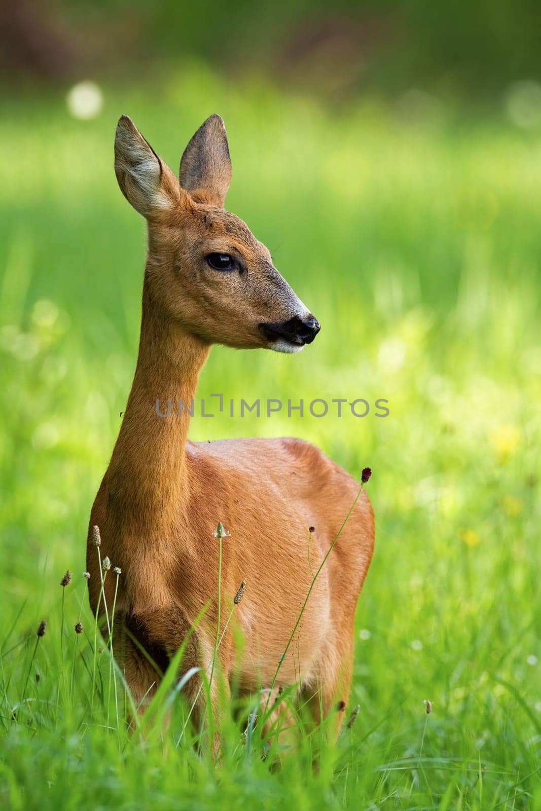Roe deer, capreolus capreolus, doe standing on meadow in the summer from front view. Lovely female mammal looking aside on green field in summer nature.