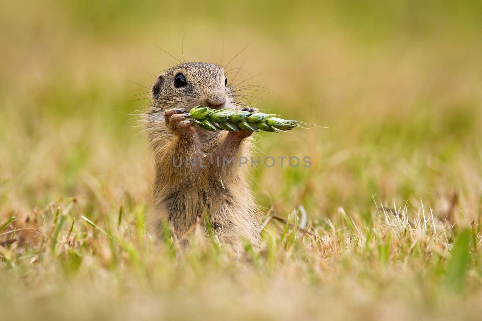 European ground squirrel, spermophilus citellus eating ear on field in summer. Little animal holding wheat. Souslik sniffing spike in agriculturual country.
