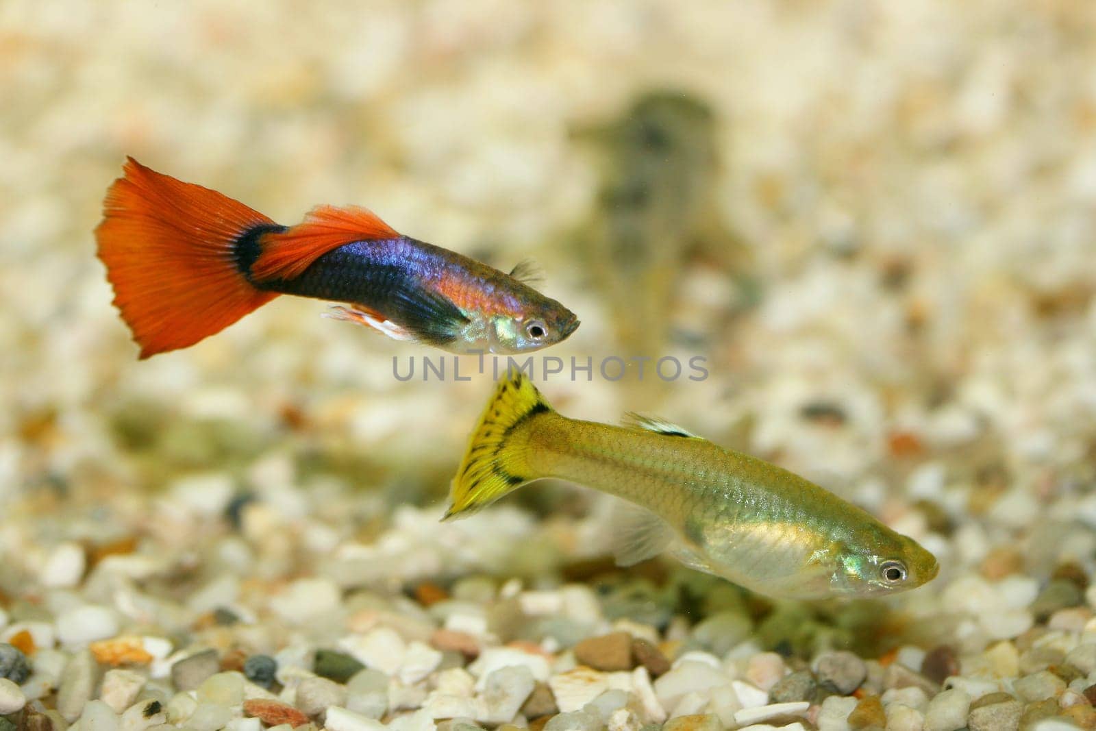 A Female and a Male Guppy (Poecilia reticulata).