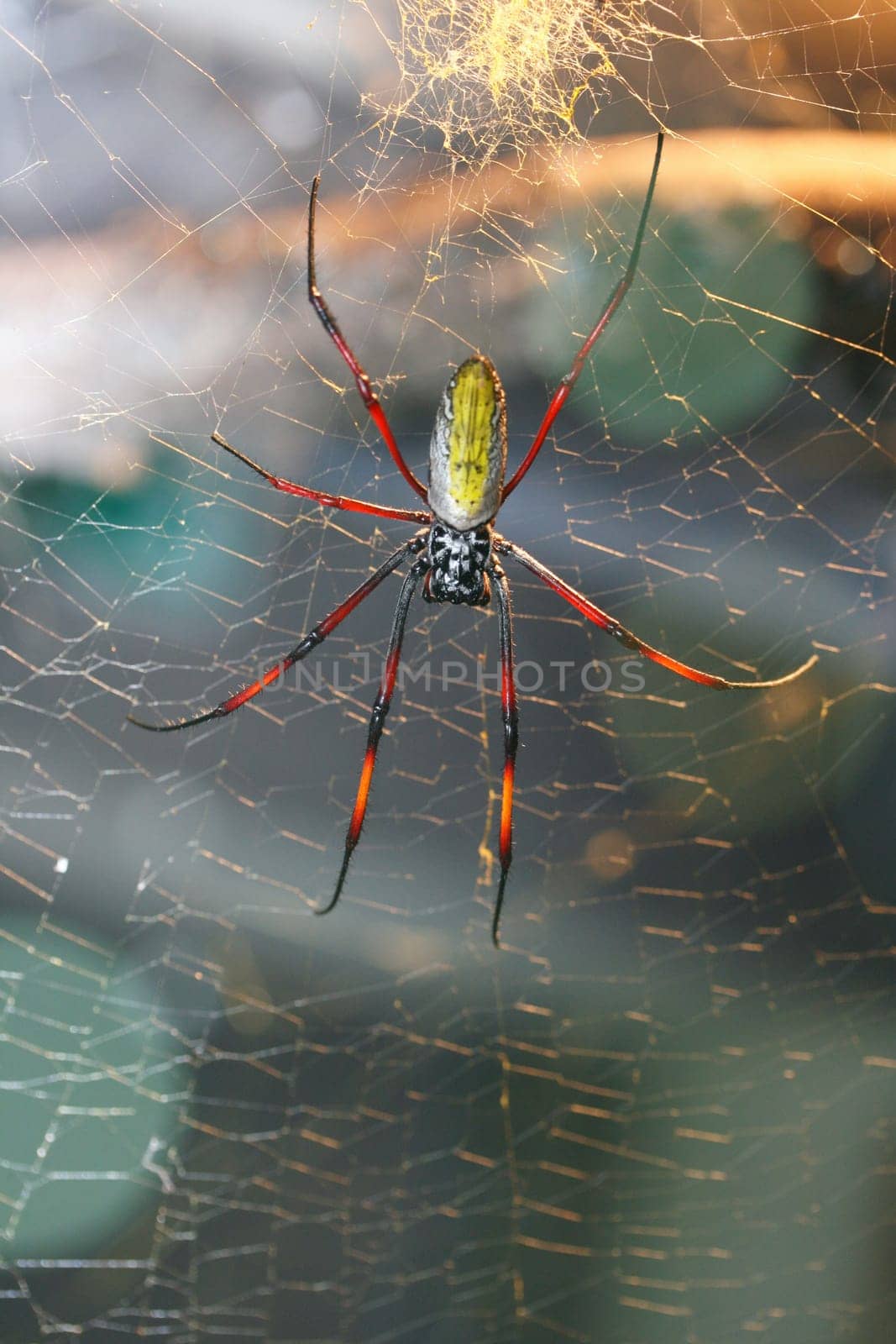 The golden silk orb-weavers genus Nephila, also known as Ferris web spider are among the largest spiders in the world