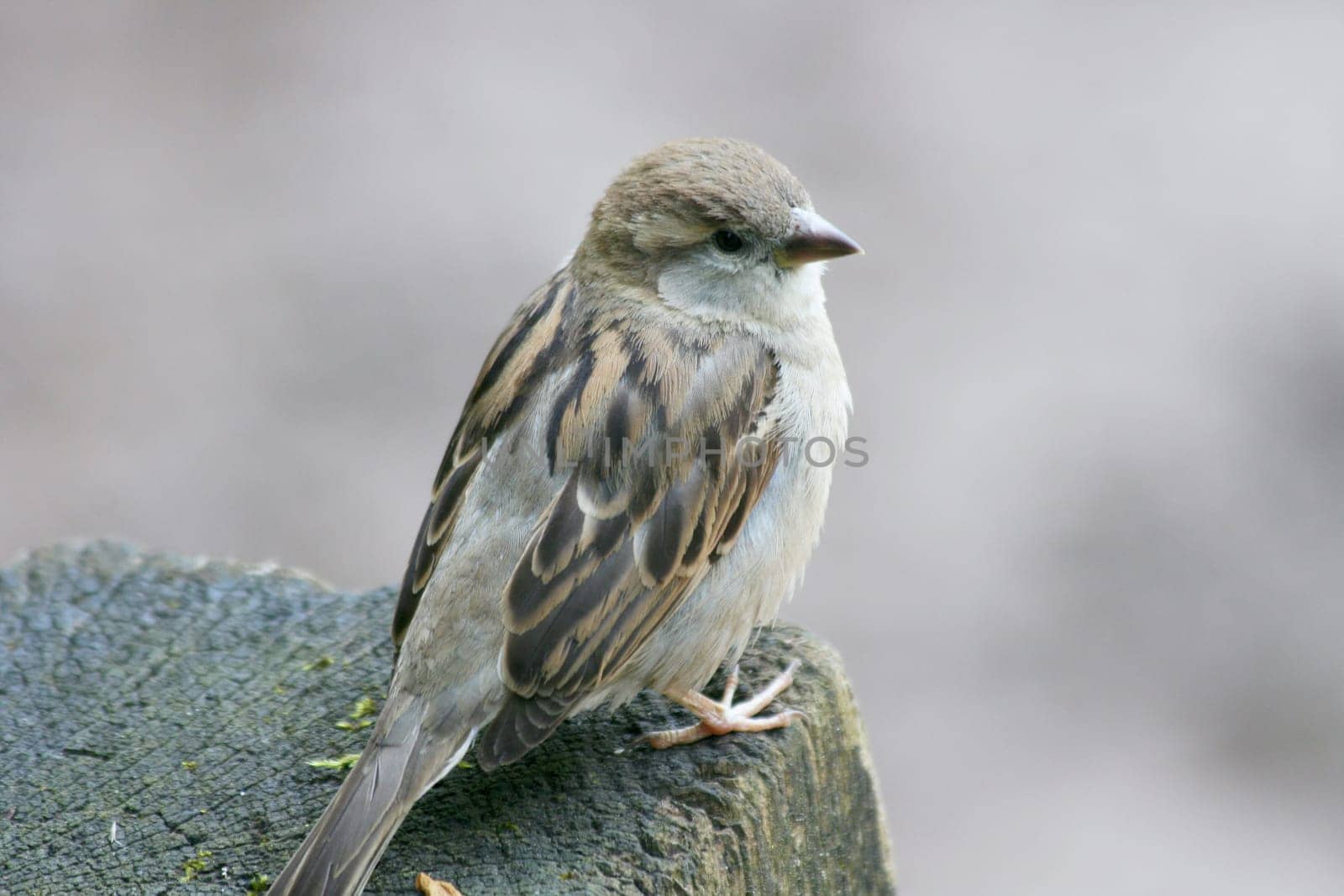 Close up of a House Sparrow (Passer domesticus).