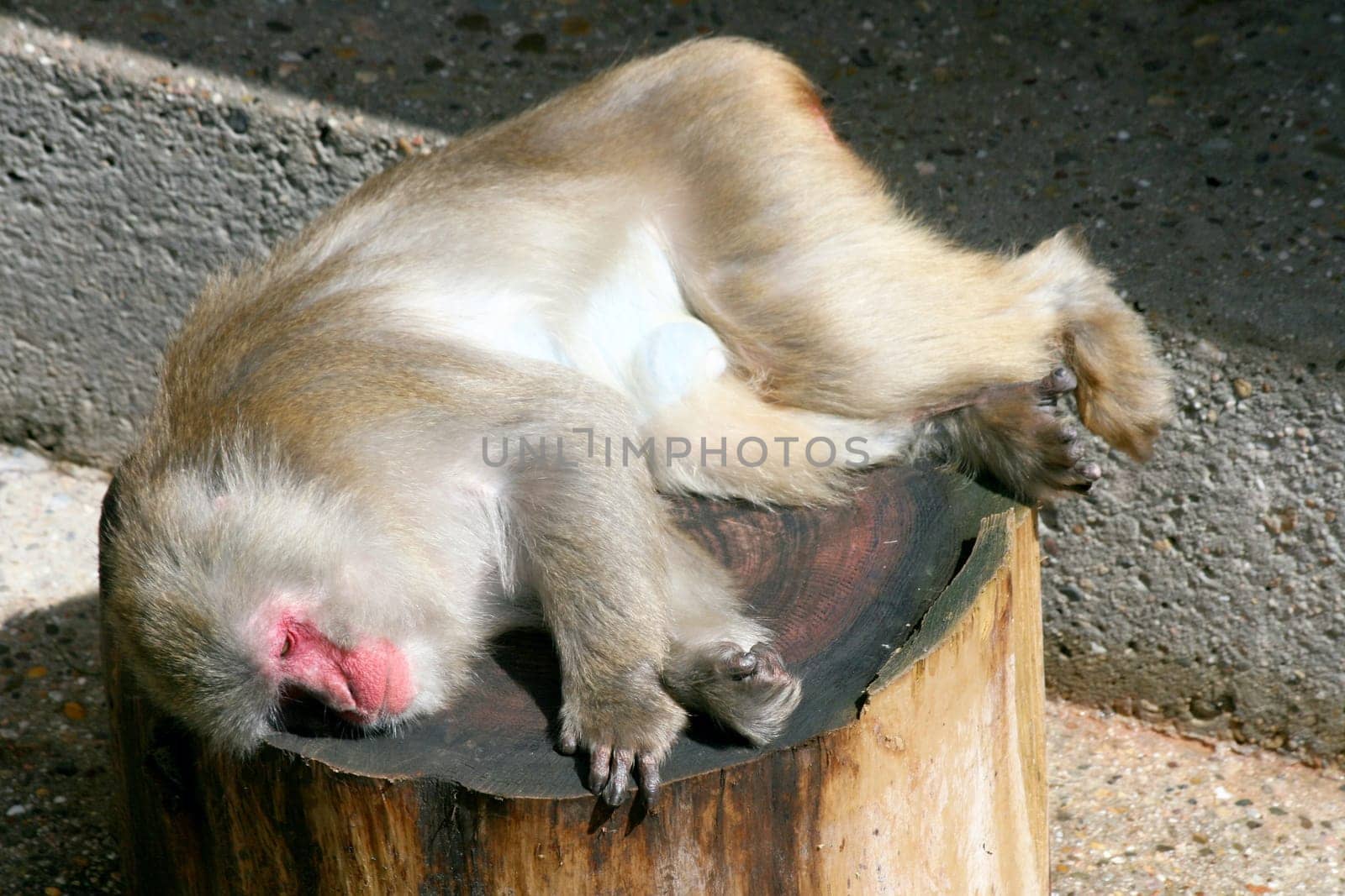 The baboon (Papio) a primate that occurs in Africa.