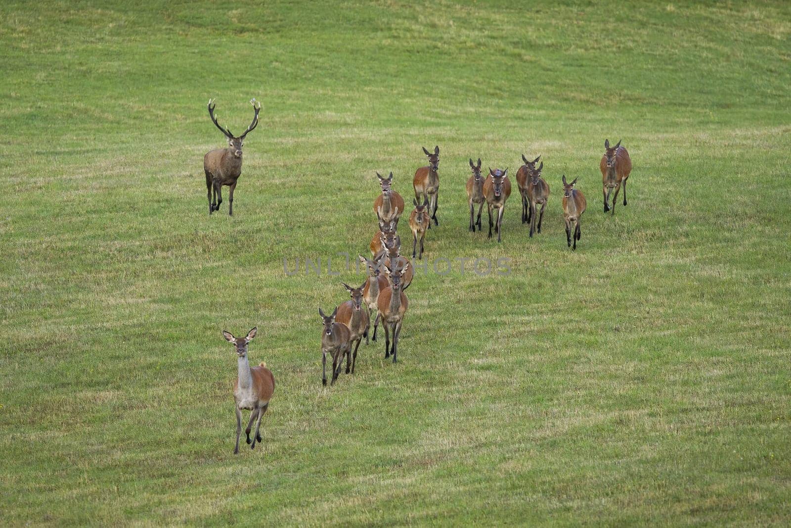 Majestic red deer, cervus elaphus, following group of hinds on field in autumn. Herd of wild animals approaching in rutting season. Stag and many females moving on glade.