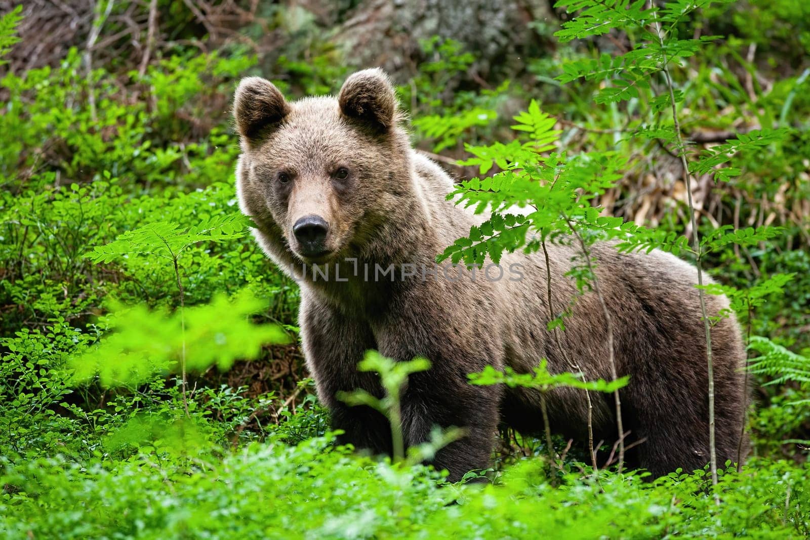 Young brown bear, ursus arctos, standing in forest during the summer. Proud animal looking to the camera. Wild mammal staring from the fern in summertime.