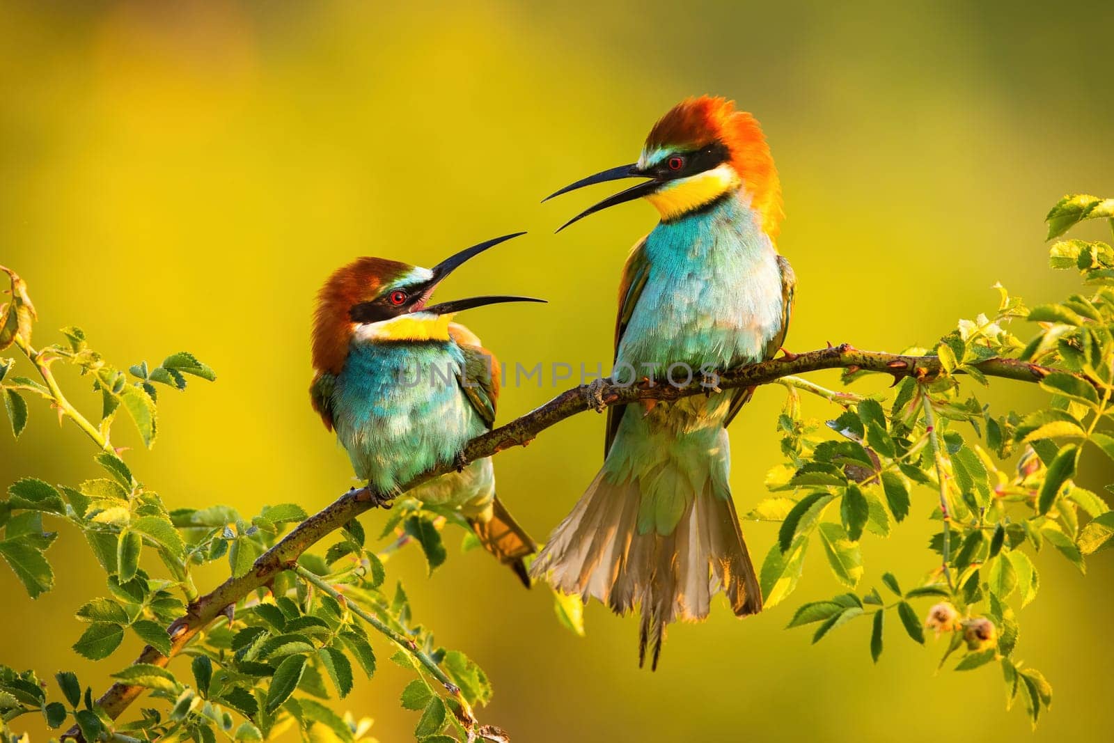 Two european bee-eater, merops apiaster, sitting on branch in summer. Two colorful birds fighting on twig with green leafs. Beautiful animals looking to each other on bough on sun.