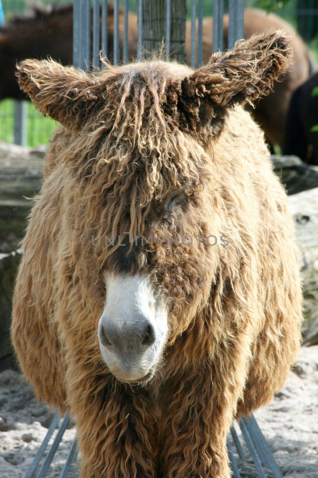 Portrait shot of a brown donkey with a white mouth