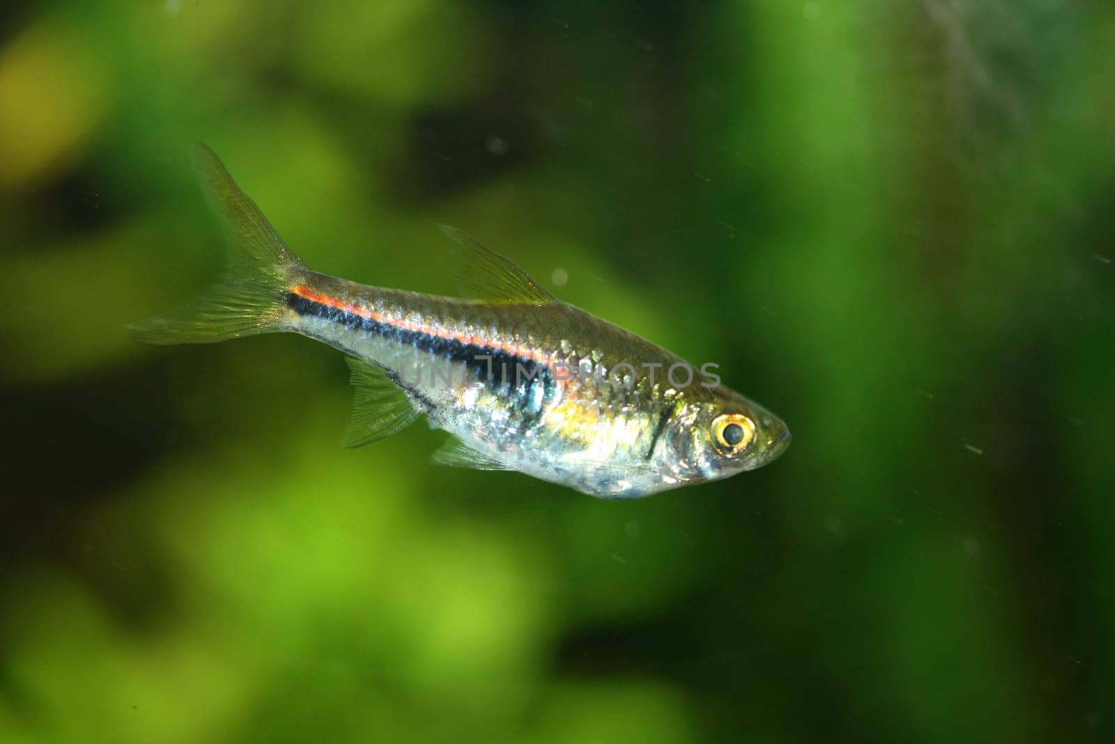 The Harlequin Rasbora (Rasbora heteromorpha) a popular freshwater aquarium fish.