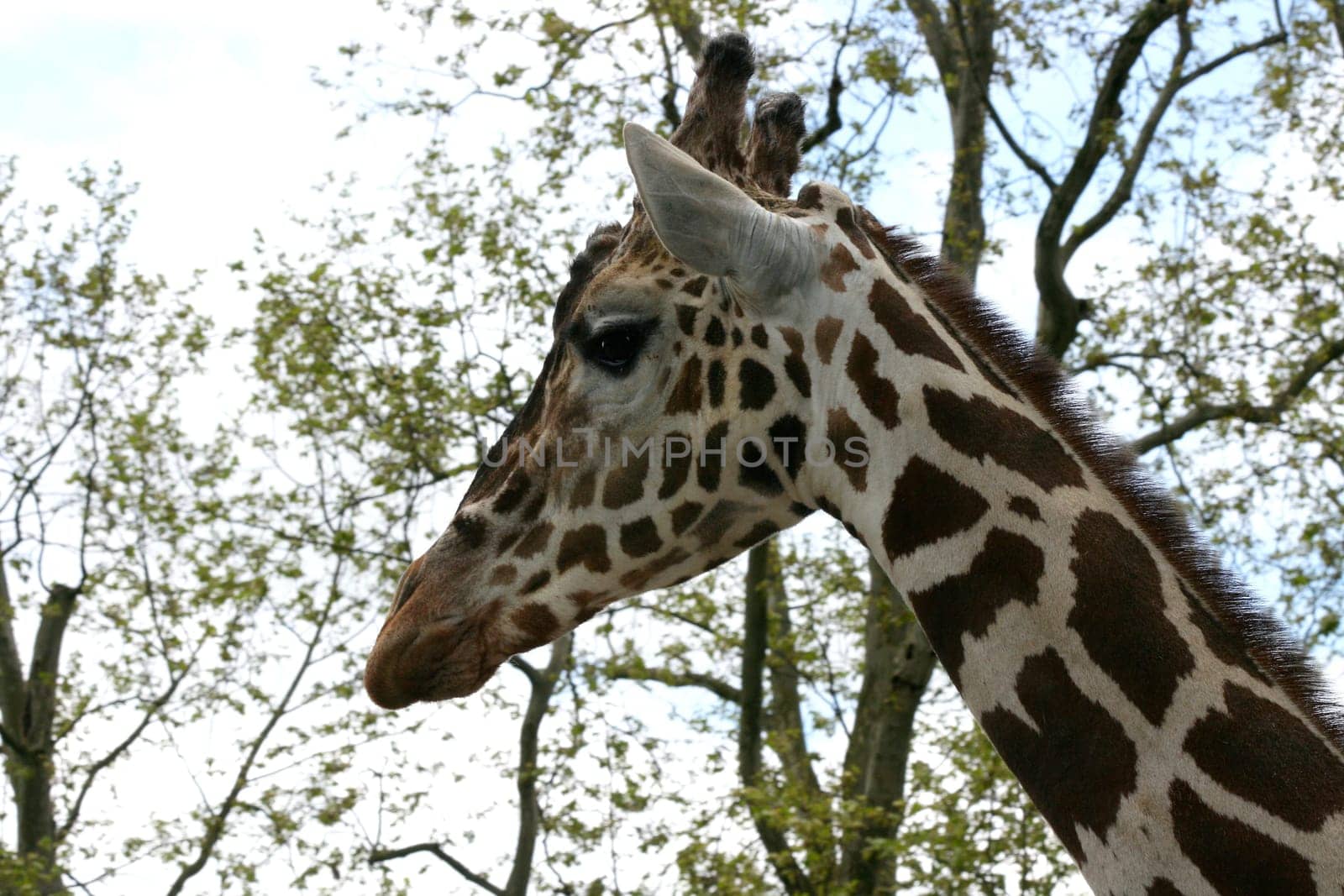 a portrait shot of a giraffe (Giraffa camelopardalis) .