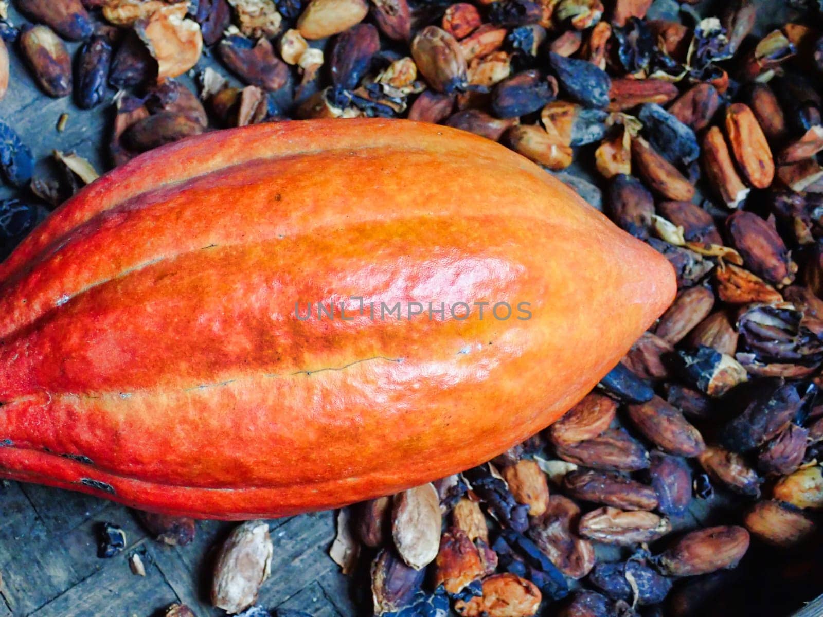 Cocoa fruit close up with selective focus