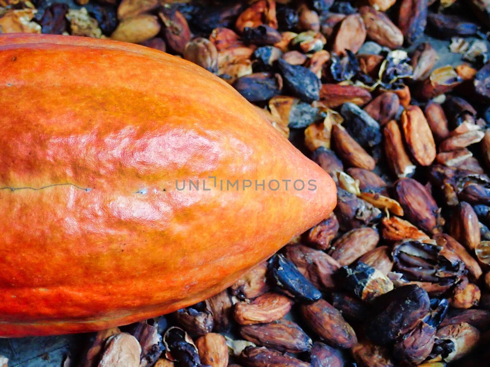 Cocoa fruit close up with selective focus