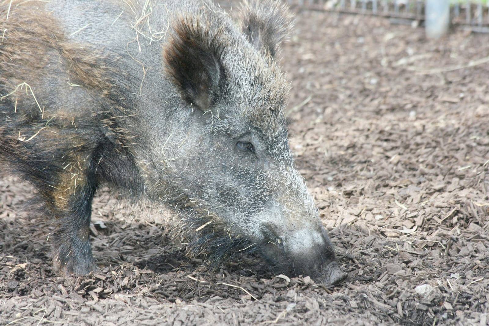 a detail shot of a wild boar (Sus scrofa)