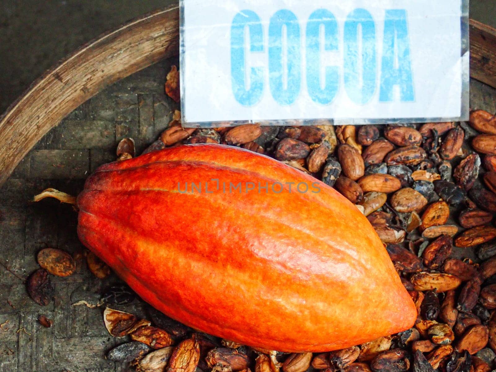Cocoa fruit close up with selective focus