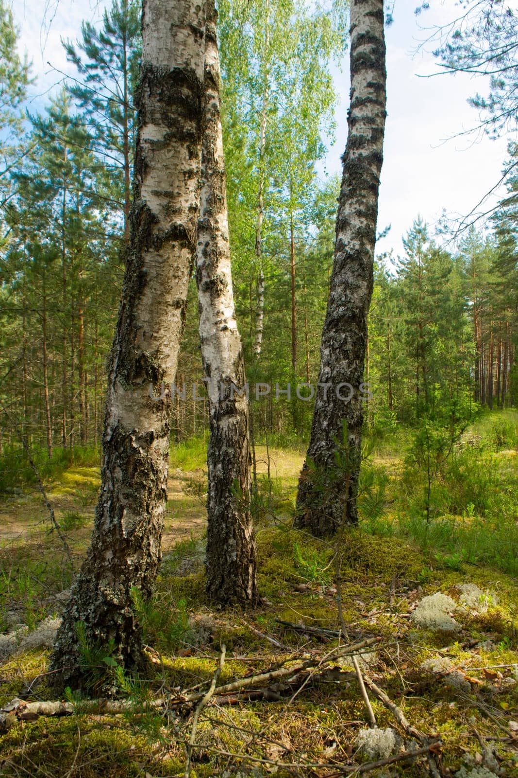 mixed forest at summer sunny day, birch and pin