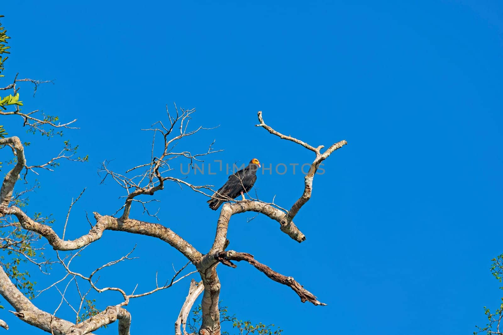 Greater Yellow Headed Vulture in a rainforest tree near Alta Floresta Brazil