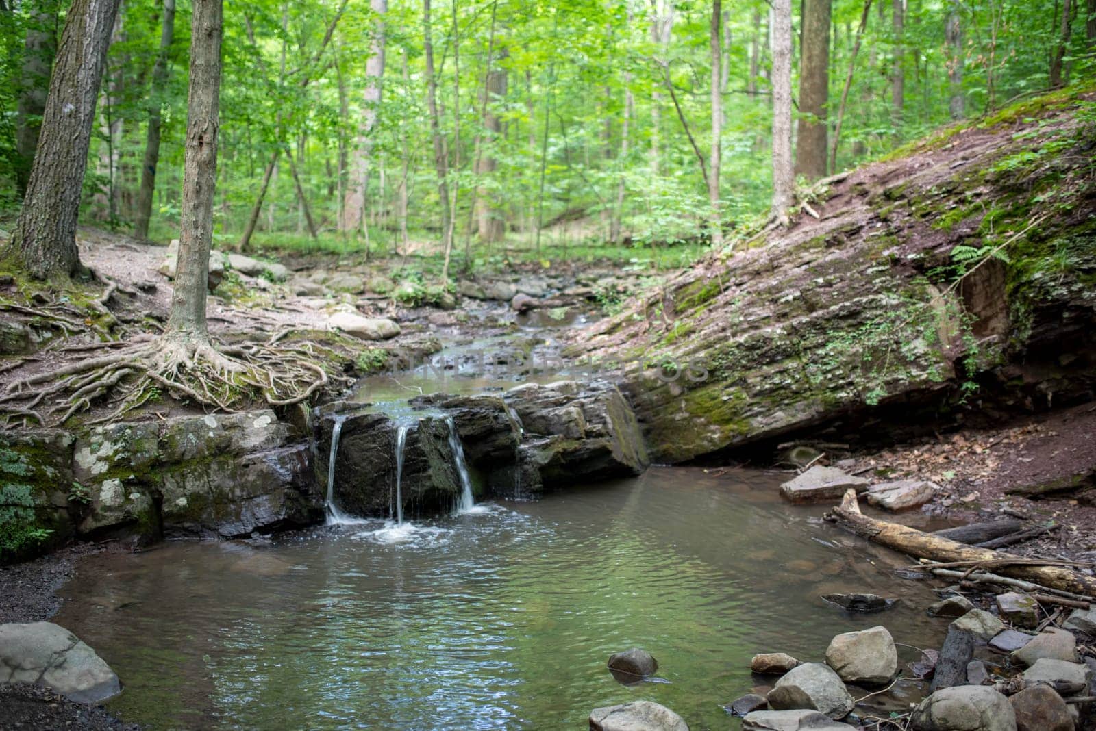 Full frame idyllic woodland scene with gnarled tree roots, waterfall, reflecting pool, and rock formations. Natural sunlight creates a beautiful bokeh background and bright textures, with copy space.