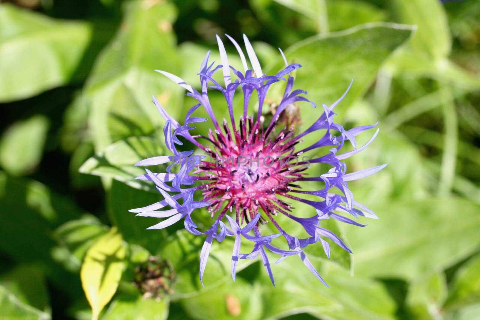 A cornflower (Centaurea cyanus) prior to full bloom.
