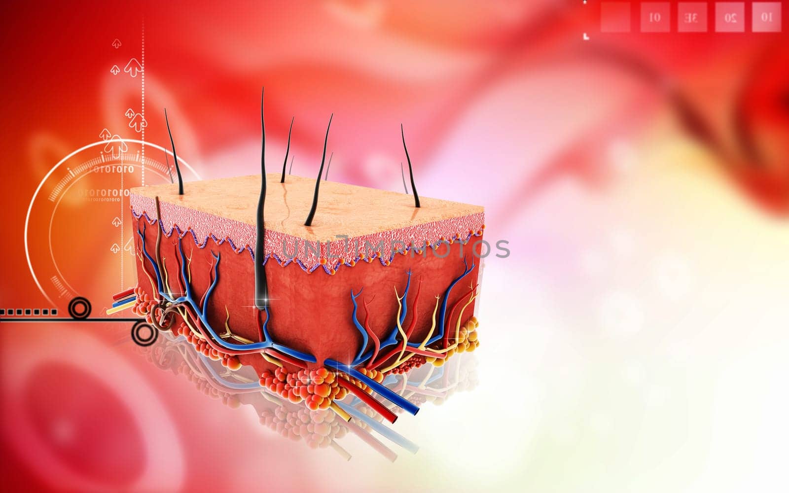 Digital illustration of Skin in colour background
