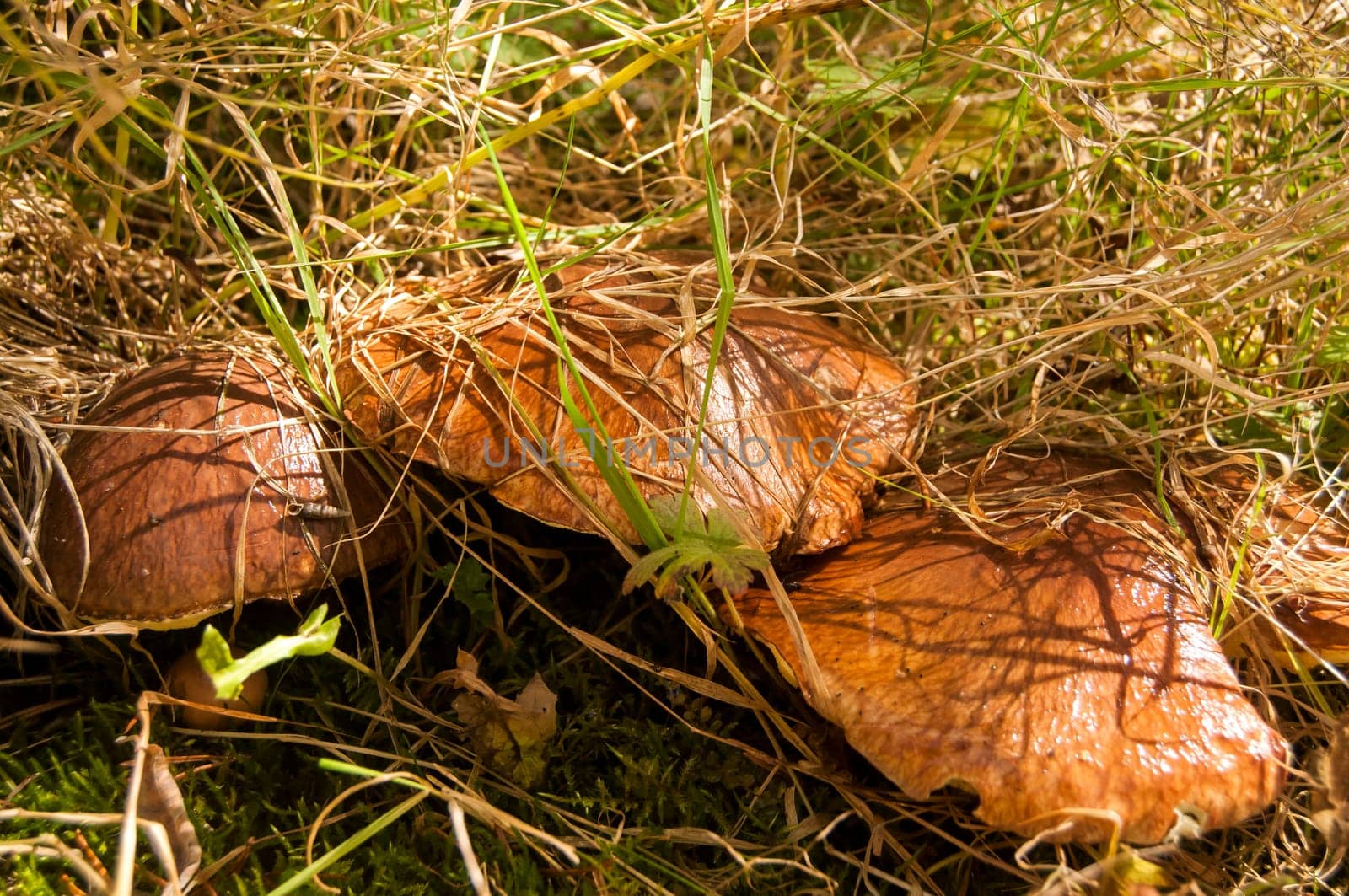 Edible fall mushroom Suillus luteus Slippery Jack
