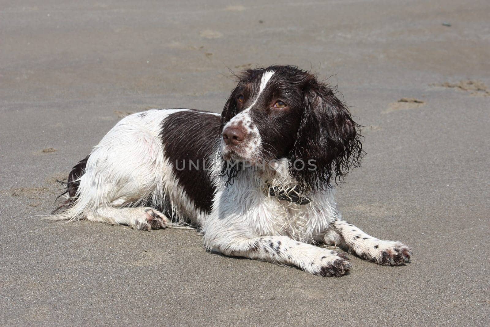 liver and white working type english springer spaniel lying on a sandy beach