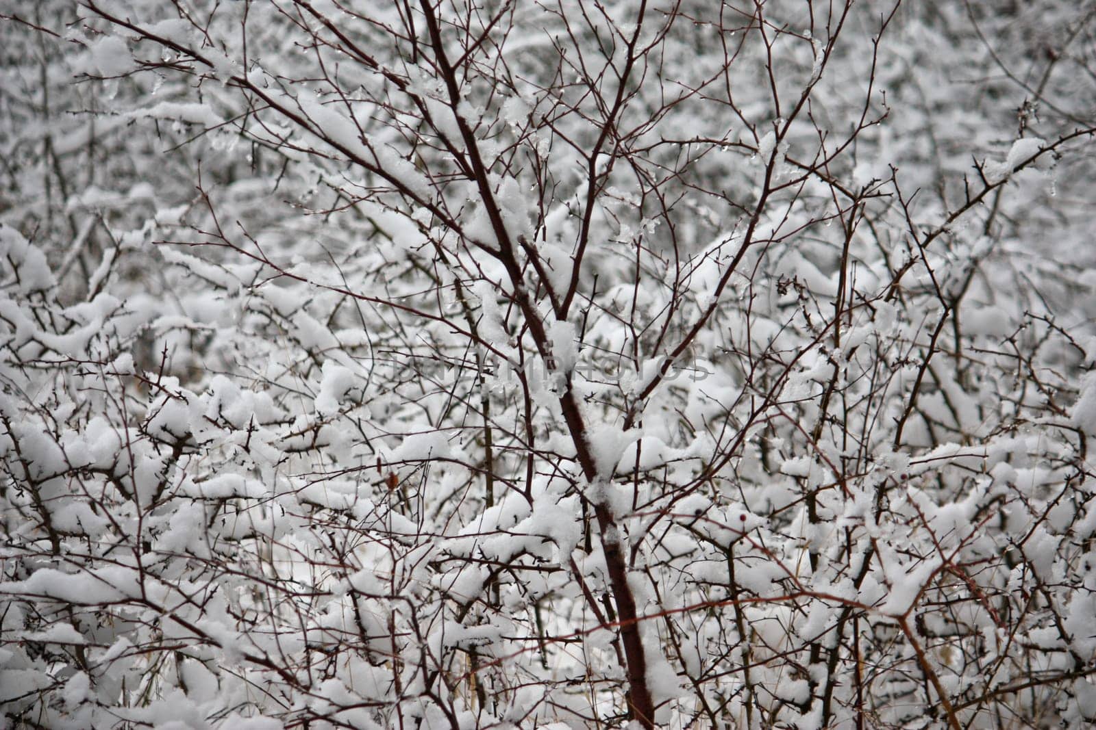 snow on the branches of a tree