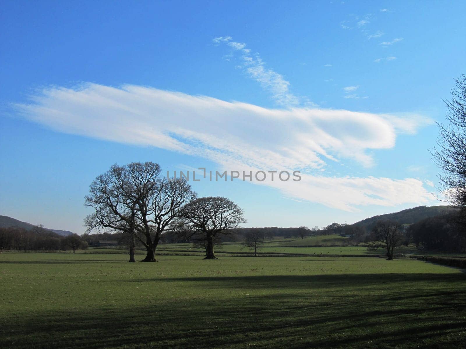 trees in a field under a cloudy sky