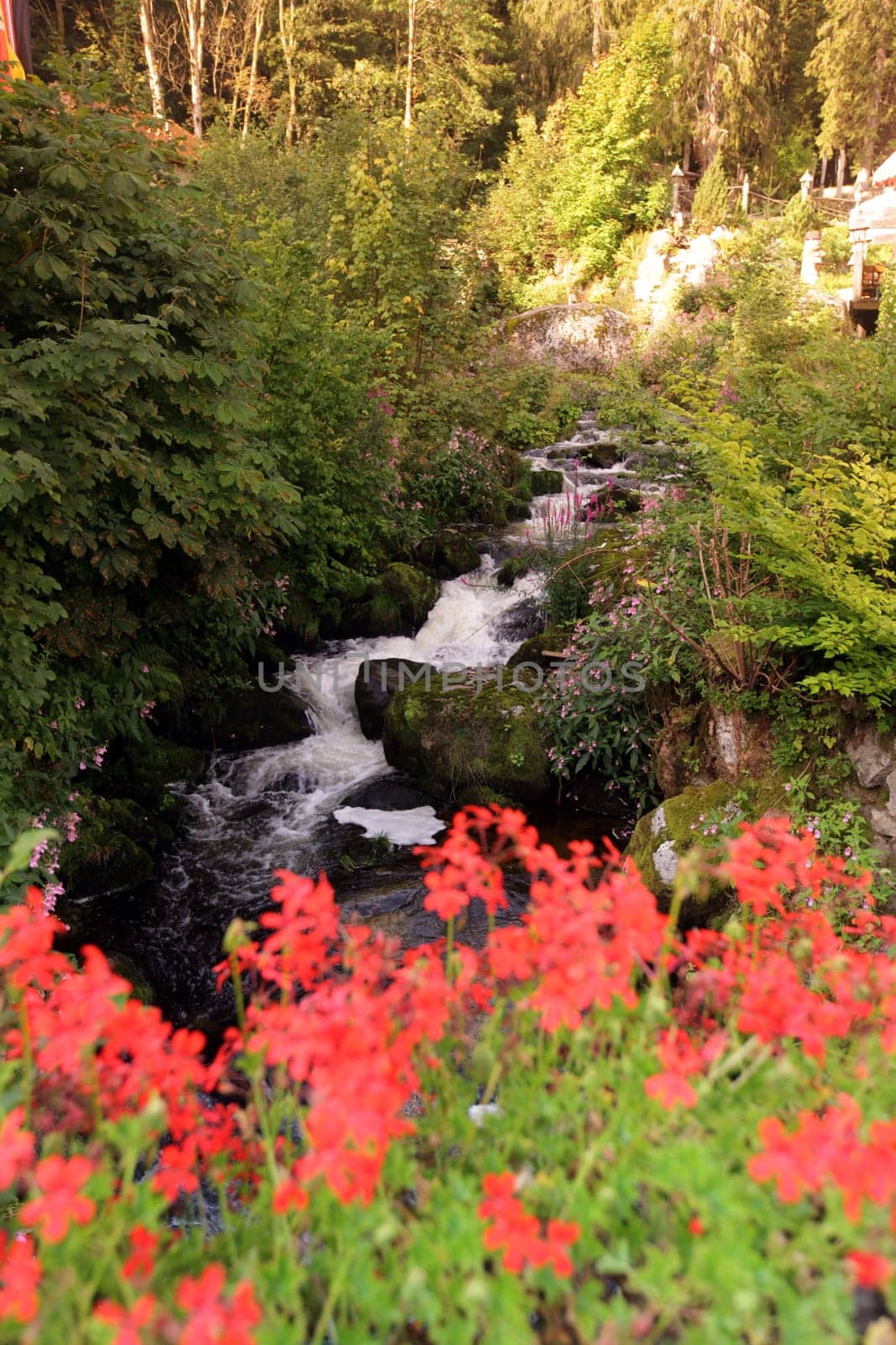 A waterfall in the forest in the village of Triberg in the Blackforest in the south of Germany in Europe.