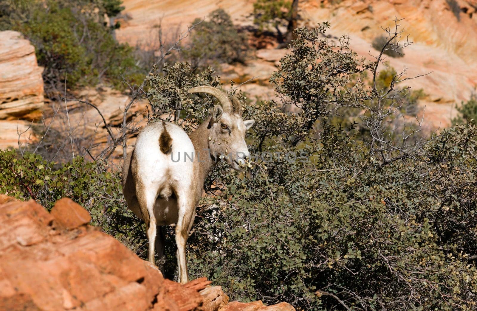 A mountain goat pair forages for food around the mountainside