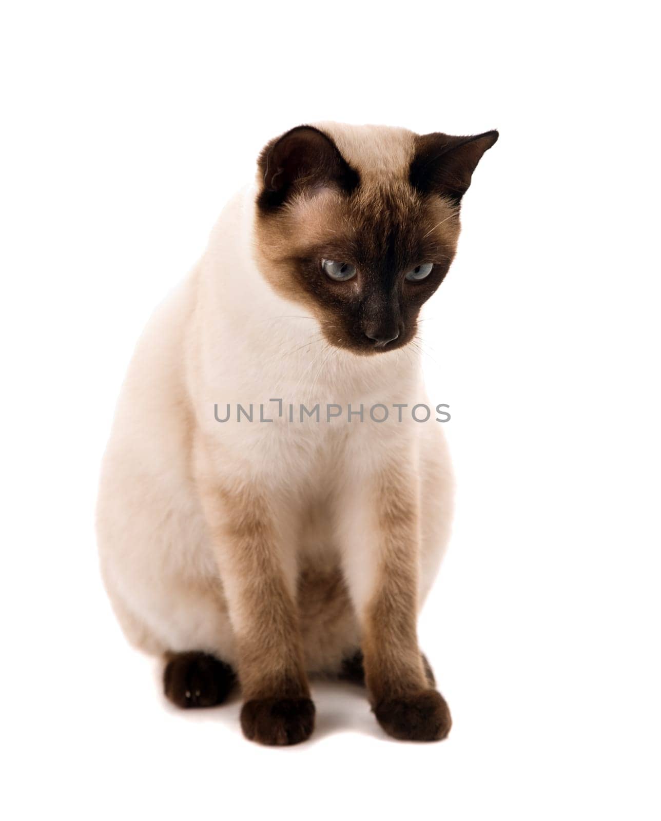 White cat looking down. On a white background