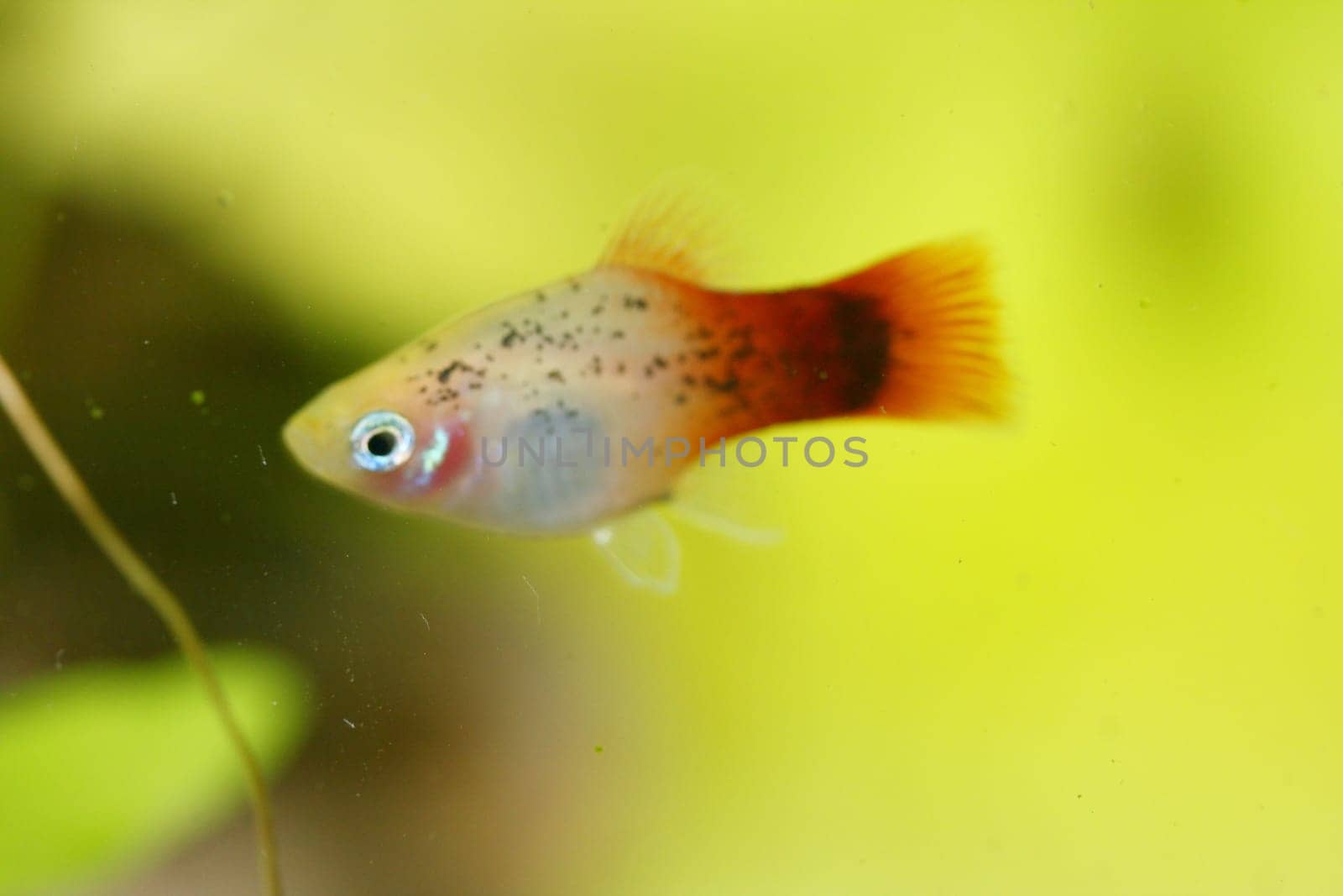 Platy  (Xiphophorus maculatus), a popular freshwater aquarium fish .