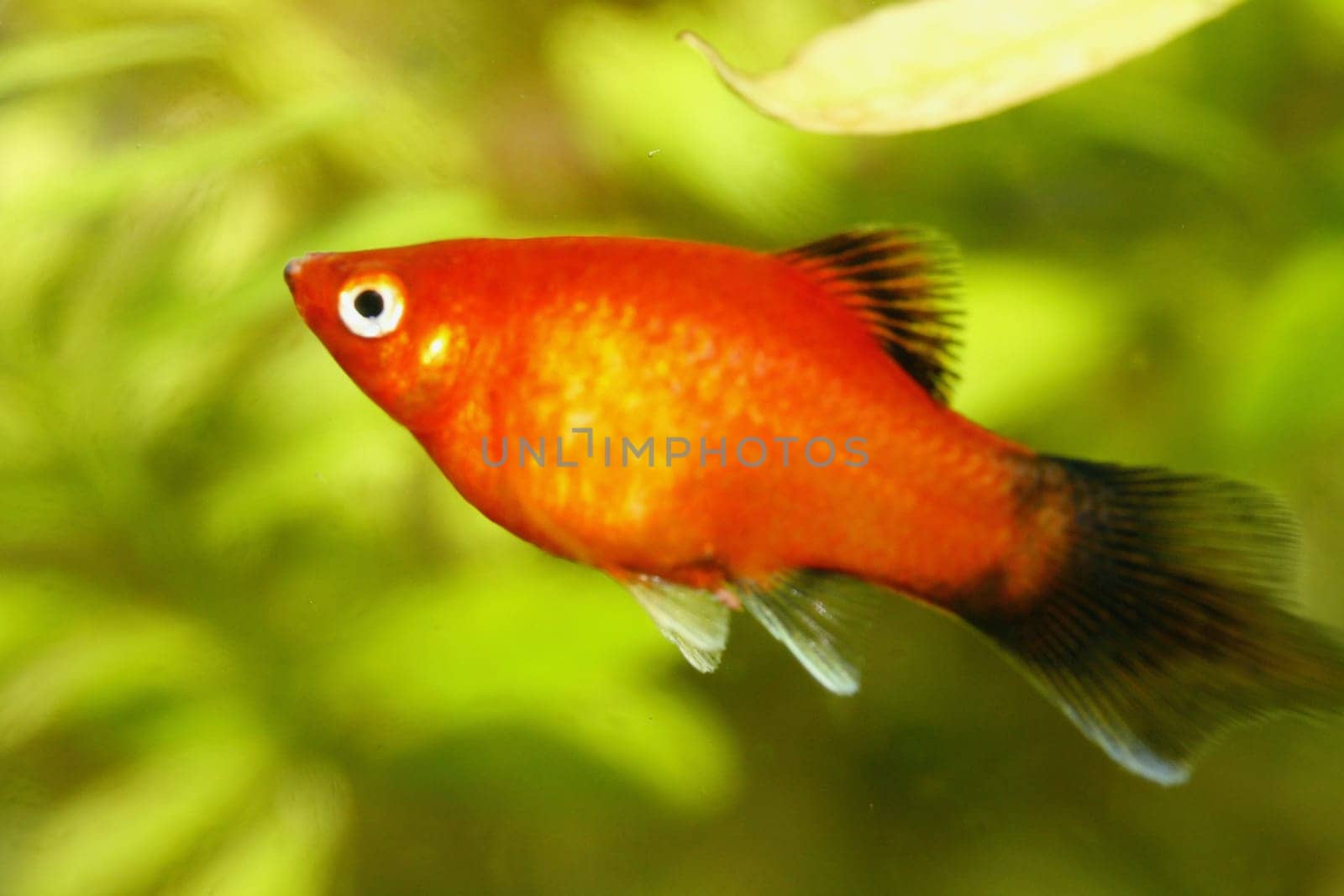 Platy  (Xiphophorus maculatus), a popular freshwater aquarium fish .