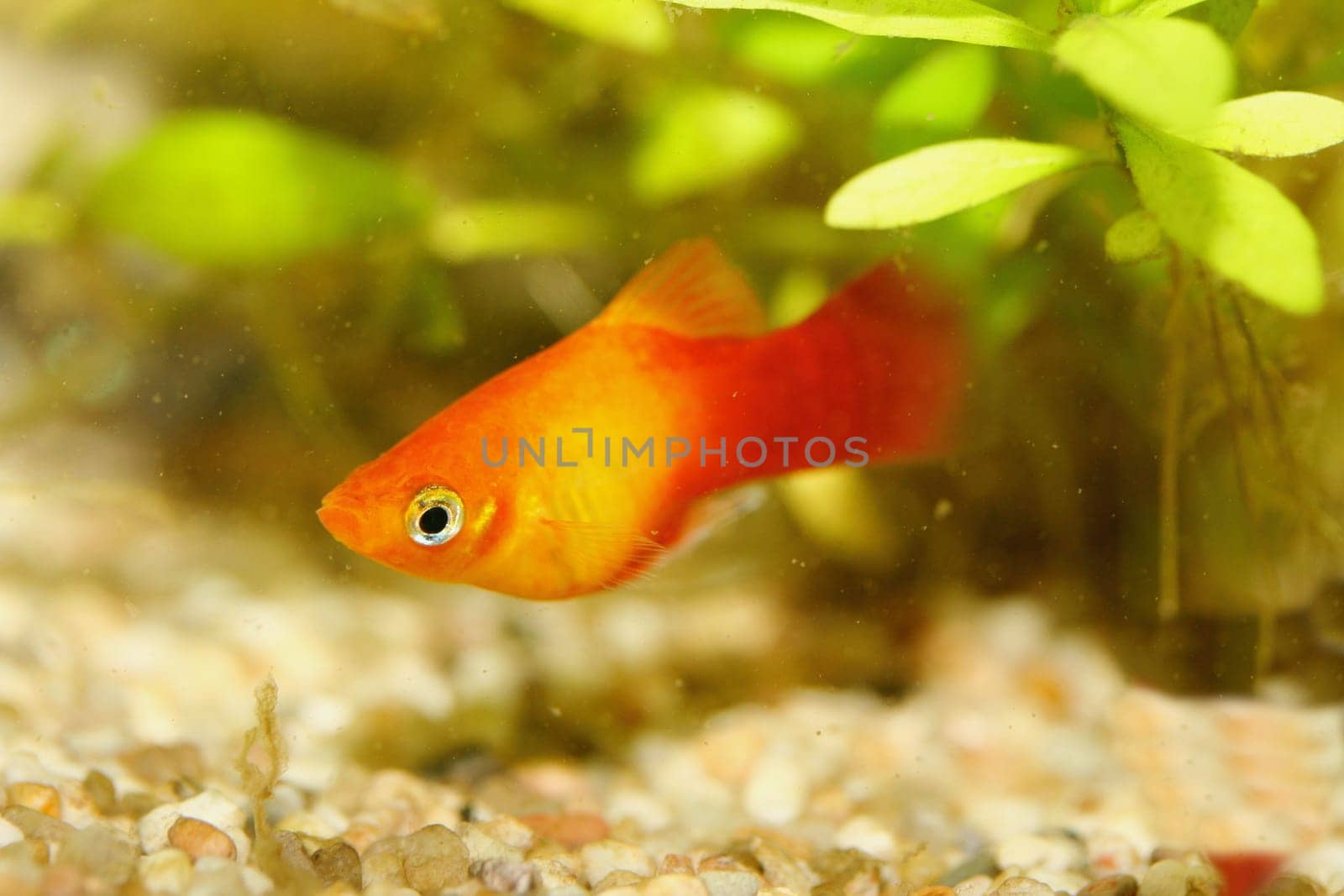 Platy  (Xiphophorus maculatus), a popular freshwater aquarium fish .