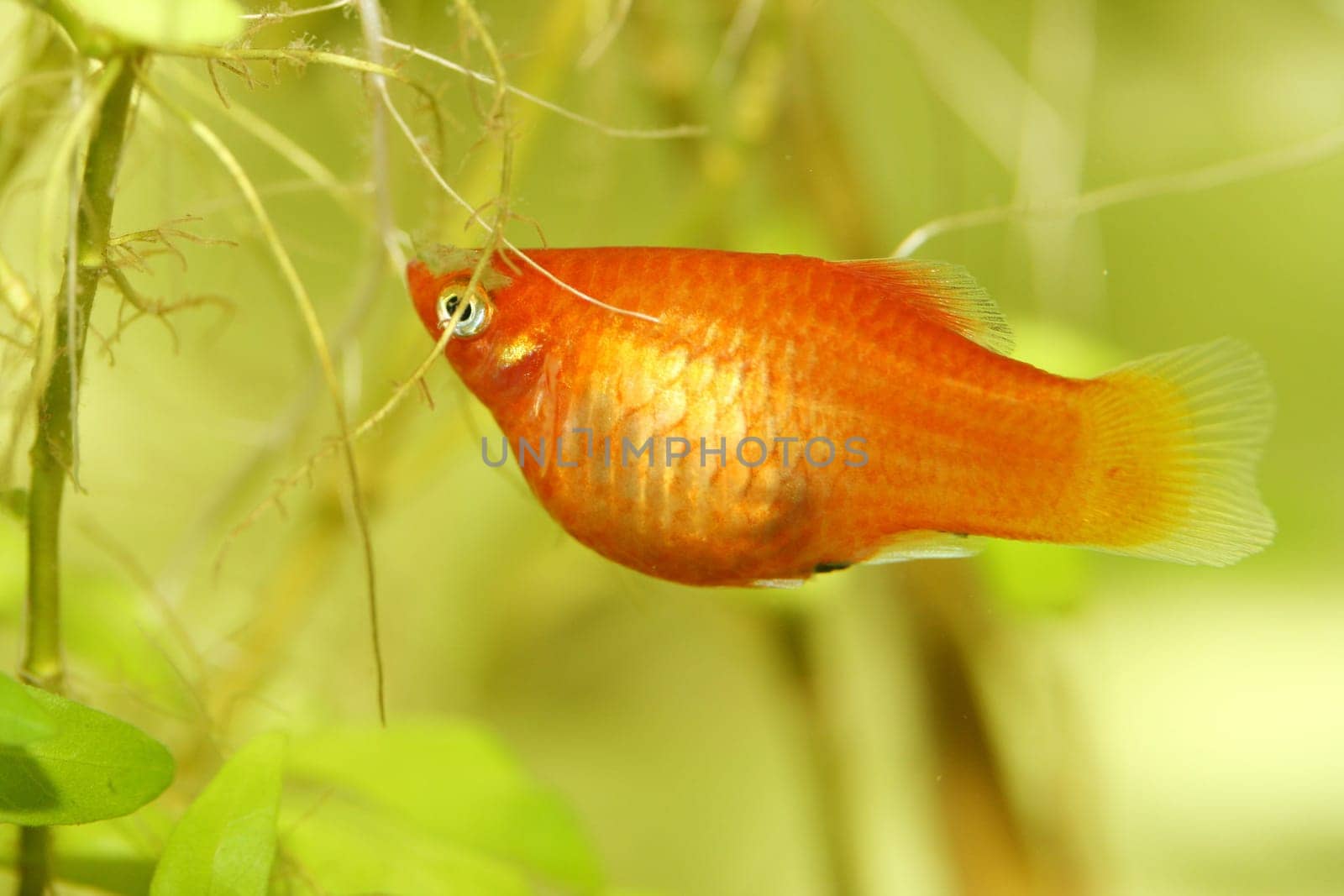 Platy  (Xiphophorus maculatus), a popular freshwater aquarium fish .