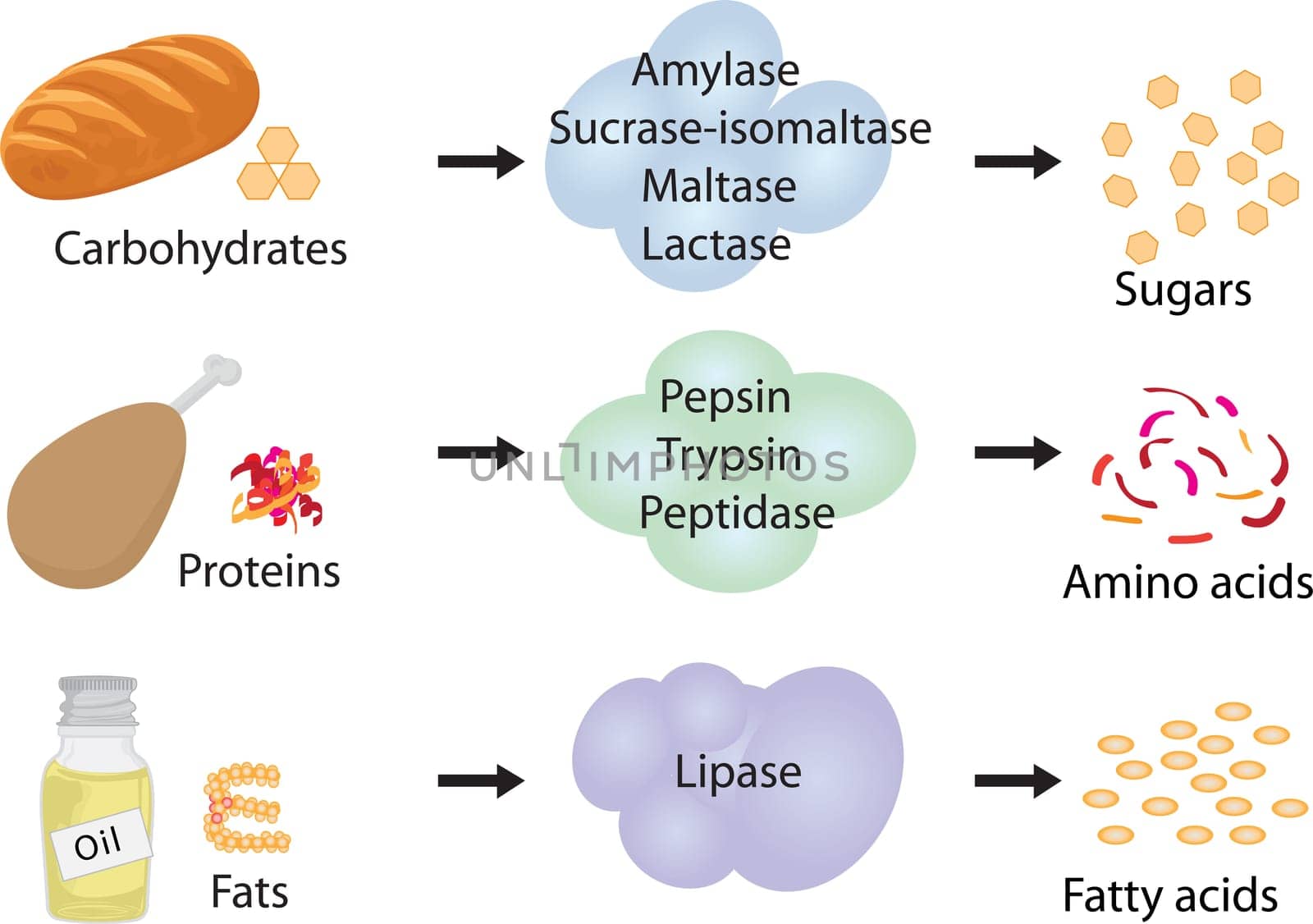 Enzymes breaking down food into nutrients. Digestive systems work vector illustration