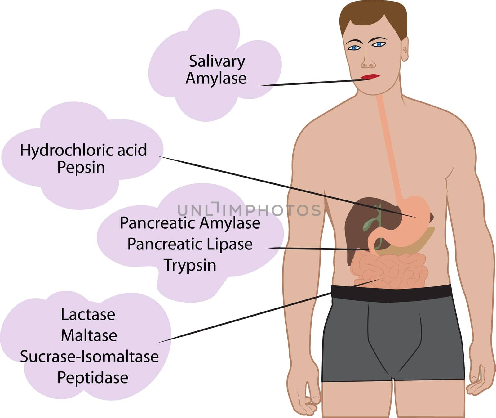 Enzymes braking down food. Digestive systems work vector illustrative infographics