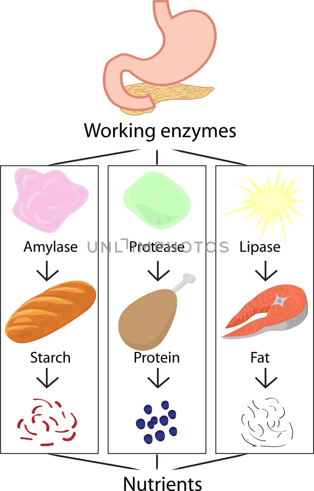 Work of enzymes converting digested food into nutrients vector illustration infographics