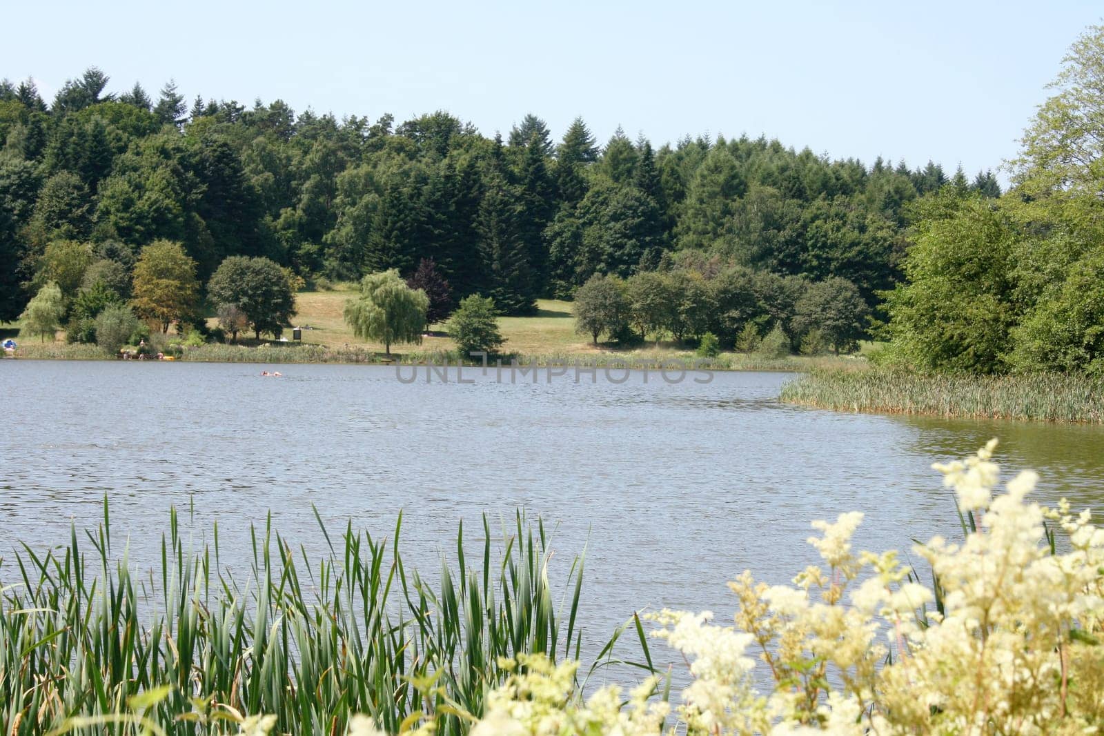 some small trees inlaid a Lake .