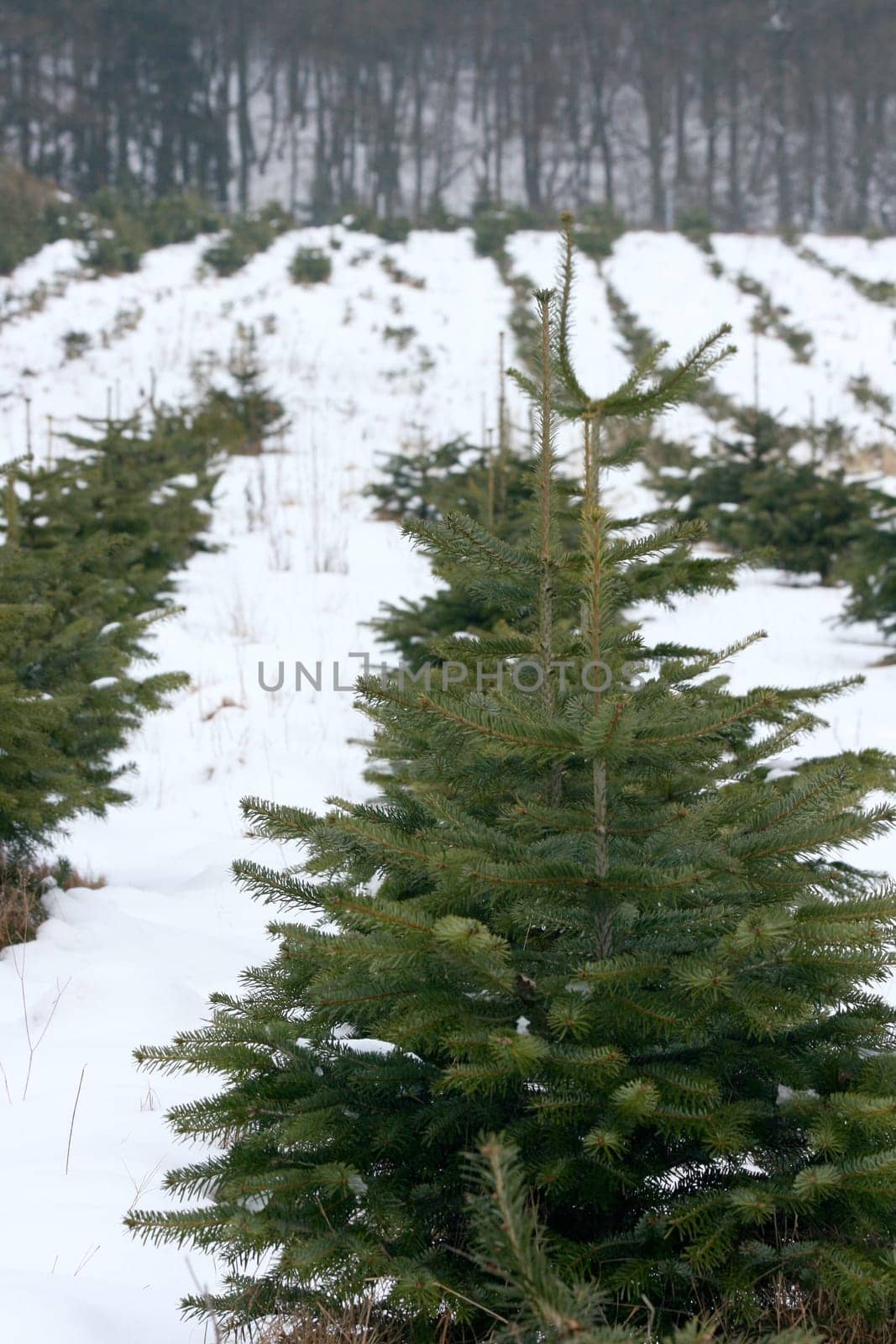 a wintry forest with snow and green conifers